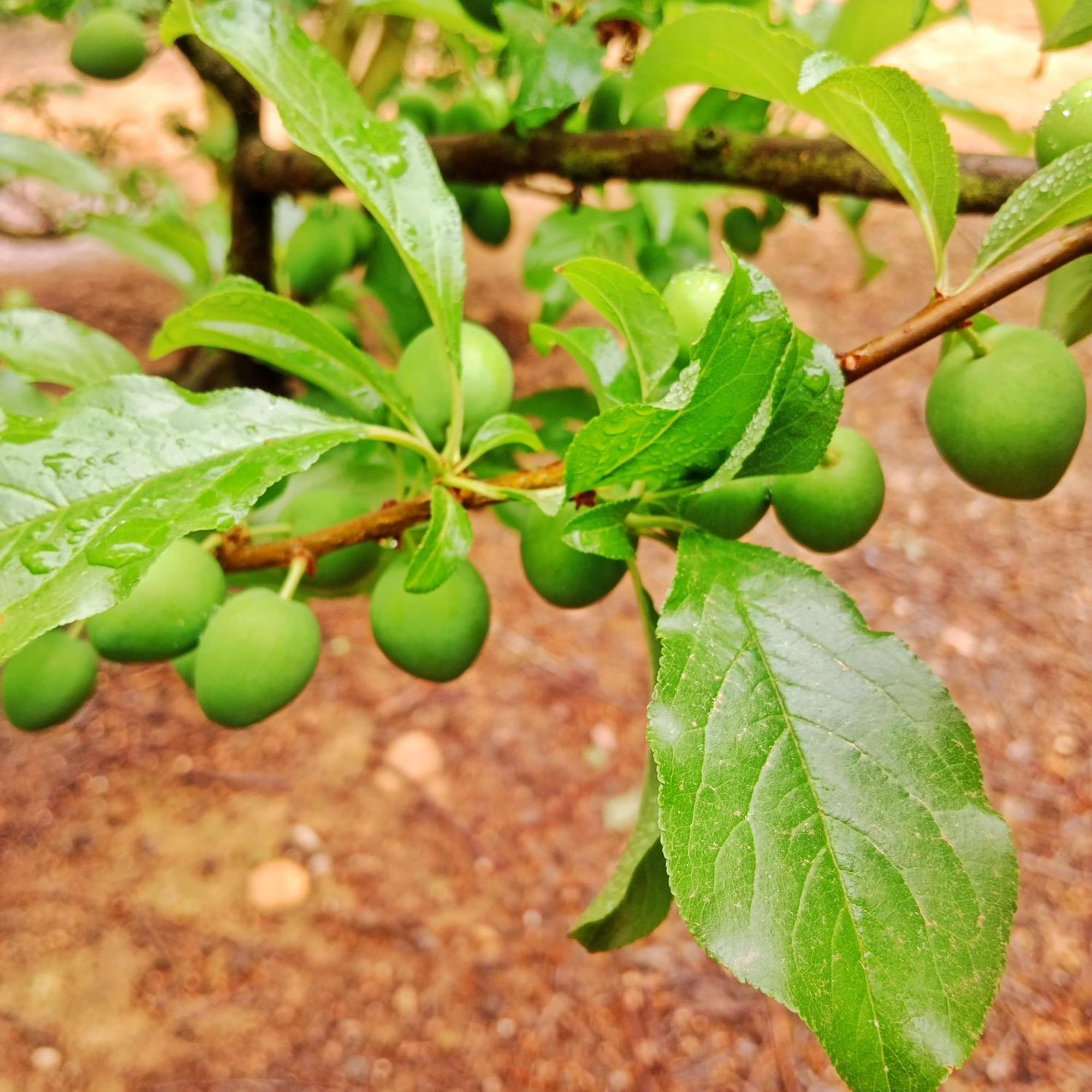 פרנצ'הוק Cabernet Cottage Be Still And Know מראה חיצוני תמונה